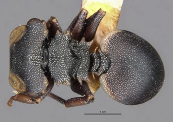 Media type: image;   Entomology 21090 Aspect: habitus dorsal view
